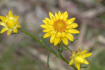 Xerochrysum viscosum, photographed by Andrew Allen