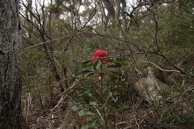 Telopea speciosissima, photographed by bunjaree_cottages