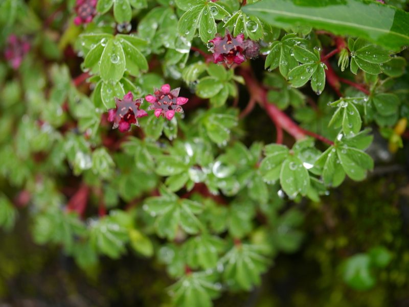 Potentilla purpurea, photographed by Dinesh Valke
