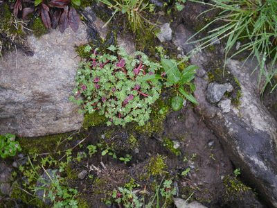 Potentilla purpurea, photographed by Dinesh Valke
