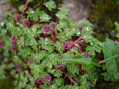 Potentilla purpurea, photographed by Dinesh Valke