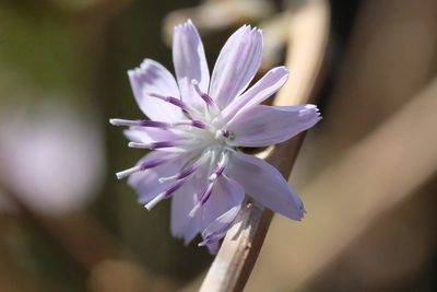 Stephanomeria diegensis, photographed by Madeleine Claire