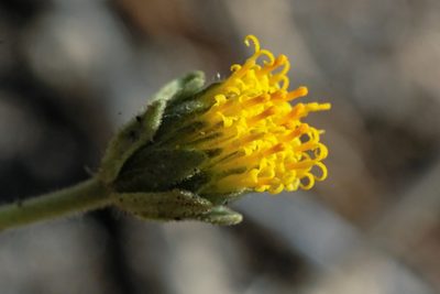 Geraea viscida, photographed by Madeleine Claire
