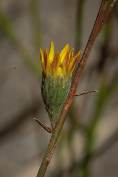Xanthisma junceum, photographed by Madeleine Claire