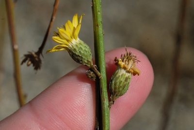 Xanthisma junceum, photographed by Madeleine Claire