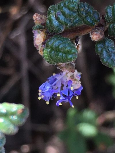 Ceanothus impressus, photographed by harrier