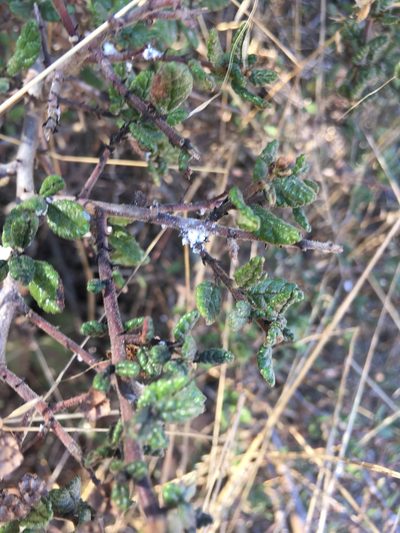 Ceanothus impressus, photographed by harrier