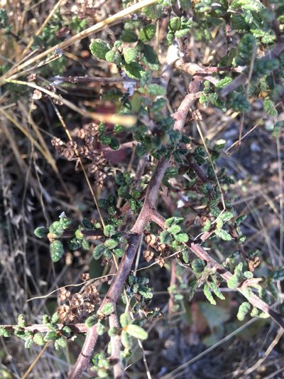 Ceanothus impressus, photographed by harrier