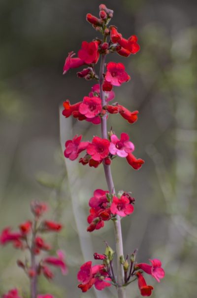 Penstemon wrightii, photographed by Jay Pruett