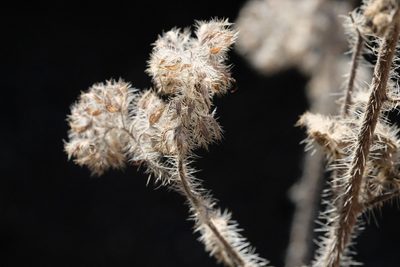 Phacelia imbricata, photographed by Madeleine Claire