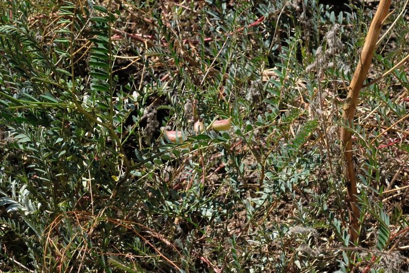 Astragalus oocarpus, photographed by Madeleine Claire