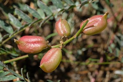 Astragalus oocarpus, photographed by Madeleine Claire