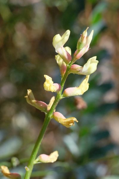 Astragalus oocarpus, photographed by Madeleine Claire