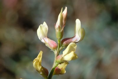 Astragalus oocarpus, photographed by Madeleine Claire