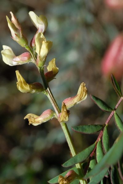 Astragalus oocarpus, photographed by Madeleine Claire