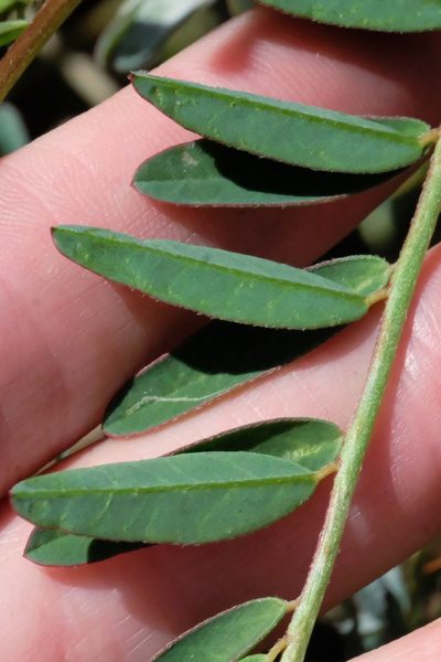 Astragalus oocarpus, photographed by Madeleine Claire