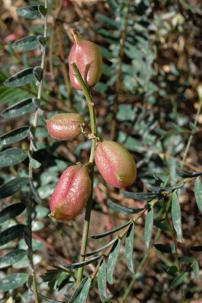 Astragalus oocarpus, photographed by Madeleine Claire
