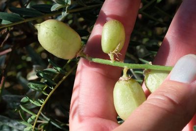 Astragalus oocarpus, photographed by Madeleine Claire