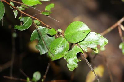 Gossia inophloia, photographed by Greg Tasney