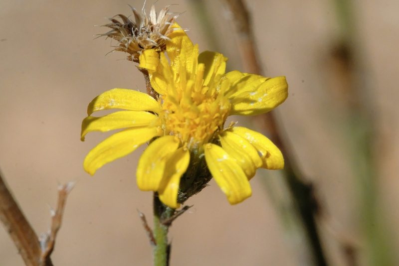 Xanthisma junceum, photographed by Madeleine Claire