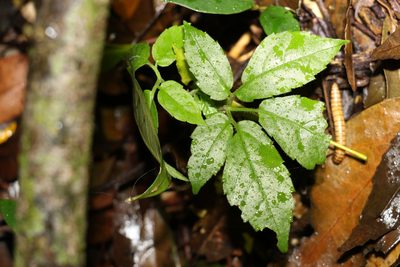 Causonis eurynema, photographed by Greg Tasney