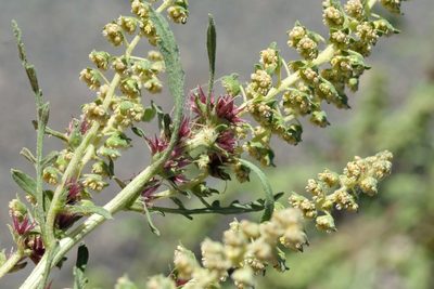 Ambrosia acanthicarpa, photographed by Madeleine Claire