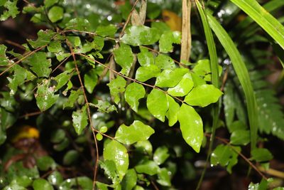 Gossia inophloia, photographed by Greg Tasney