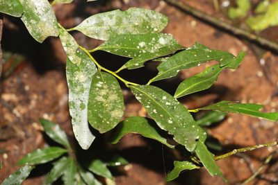 Diospyros australis, photographed by Greg Tasney