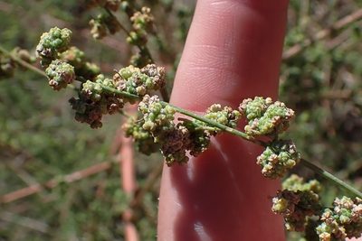 Chenopodium berlandieri, photographed by Madeleine Claire