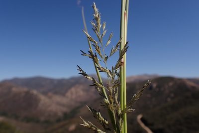 Eragrostis curvula, photographed by Madeleine Claire