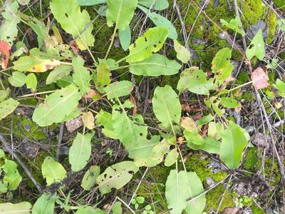 Rumex thyrsiflorus, photographed by Dmitriy Bochkov