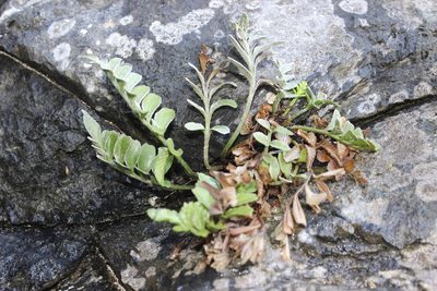 Asplenium obtusatum, photographed by Joe Dillon