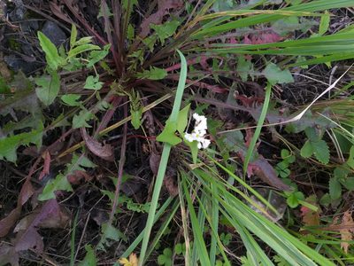 Fagopyrum esculentum, photographed by Dmitriy Bochkov