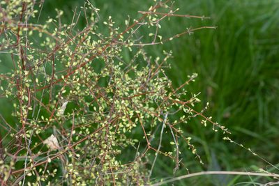 Coprosma rigida, photographed by M Rutherford