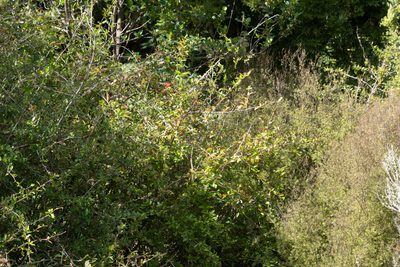 Berberis glaucocarpa, photographed by M Rutherford