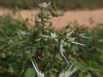 Ocimum filamentosum, photographed by Swarochi Tathagath