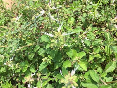 Ocimum filamentosum, photographed by Swarochi Tathagath