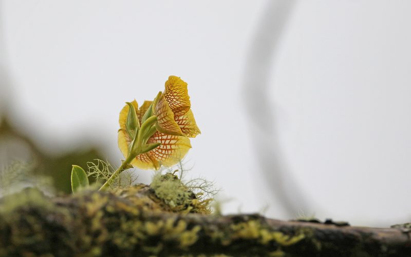 Telipogon hausmannianus, photographed by Christoph Moning