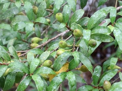 Ficus pyriformis, photographed by Toby Y
