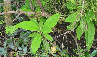 Brachyglottis hectorii, photographed by Katie Jenkins