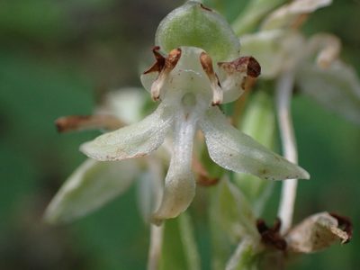 Platanthera orbiculata, photographed by Ellyne Geurts