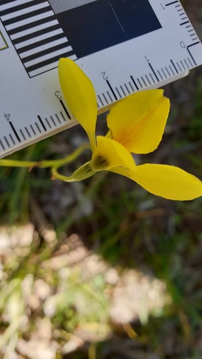 Diuris behrii, photographed by Rosalie Lawrence