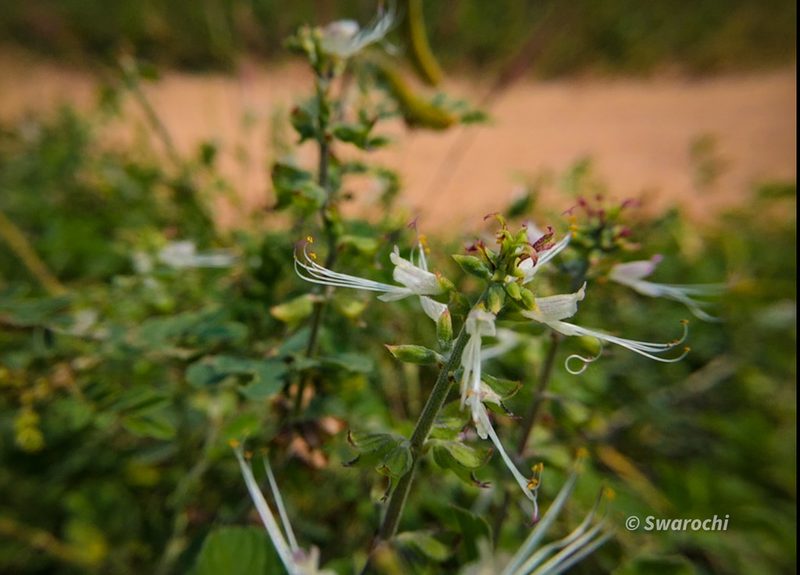 Ocimum filamentosum, photographed by Swarochi Tathagath