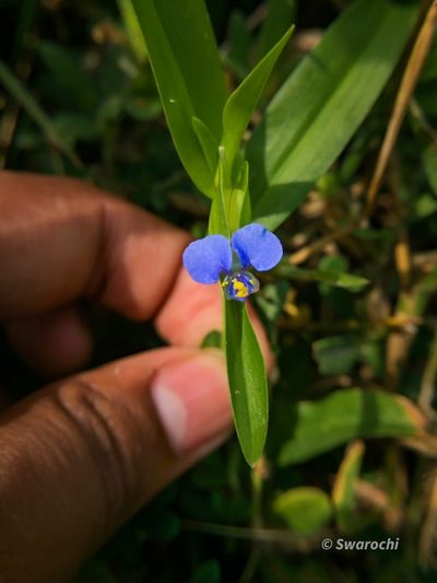 Commelina attenuata, photographed by Swarochi Tathagath