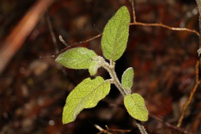 Solanum densevestitum, photographed by Greg Tasney