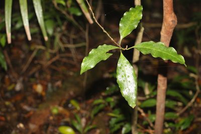Actephila mooreana, photographed by Greg Tasney