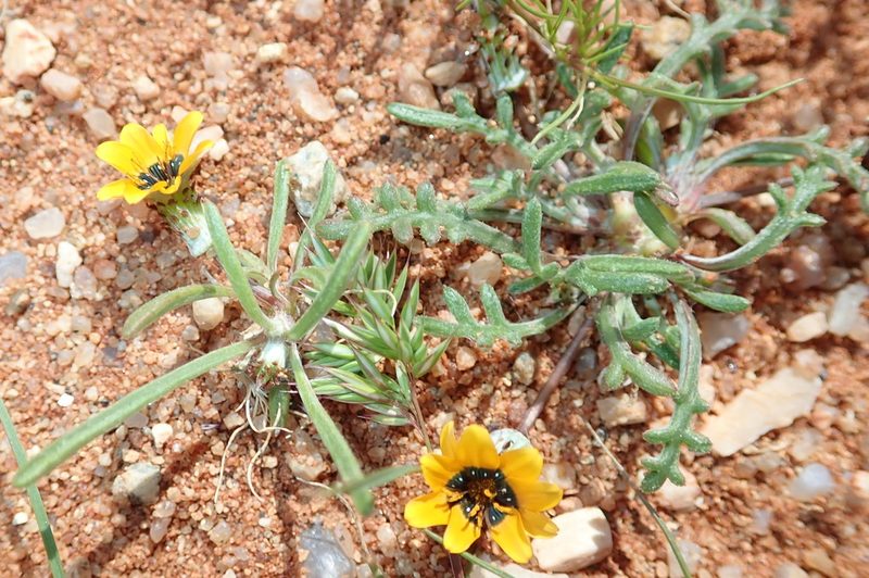 Gazania tenuifolia, photographed by Peter Warren