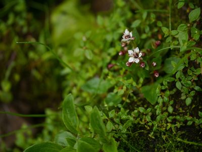 Micranthes melanocentra, photographed by Dinesh Valke