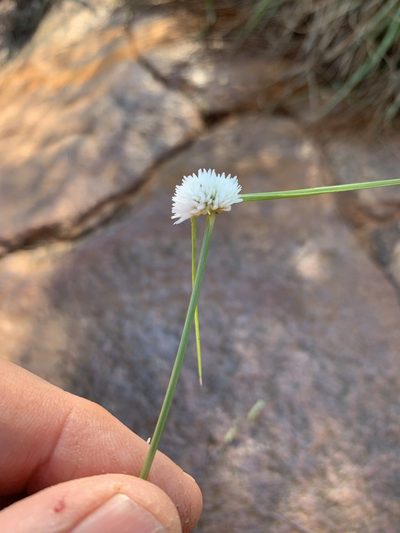 Cyperus ascocapensis, photographed by Dave Richardson