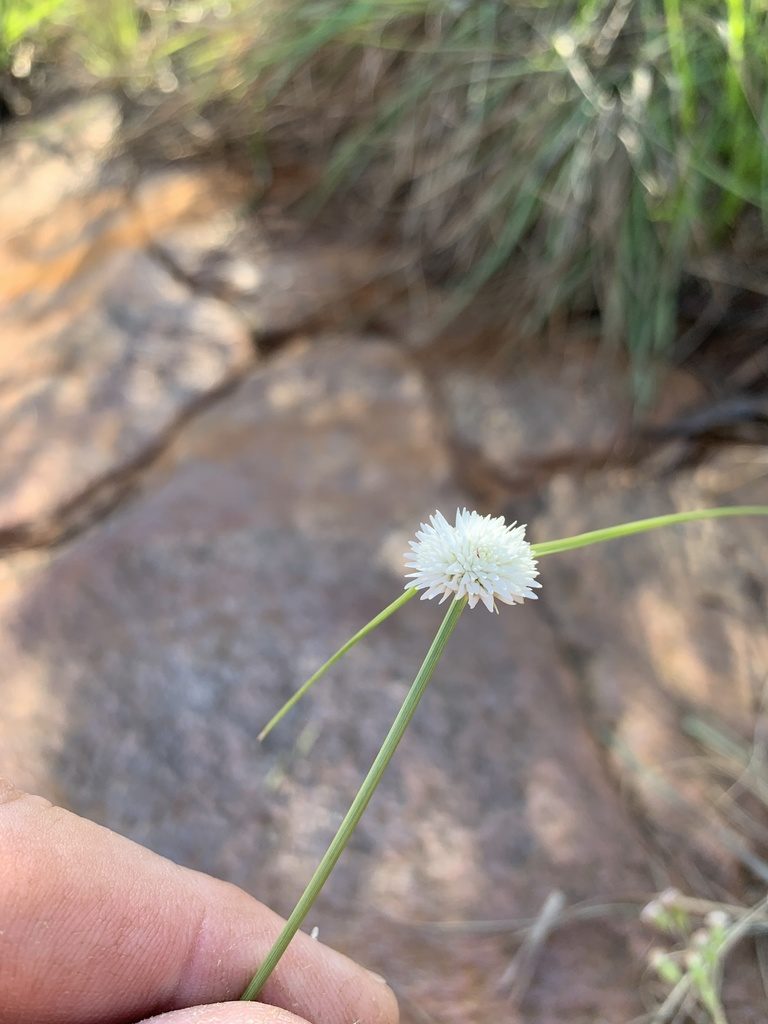 Cyperus ascocapensis, photographed by Dave Richardson